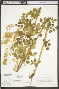 Thalictrum amphibolum image