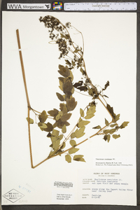 Thalictrum amphibolum image