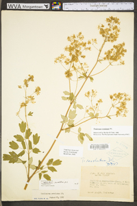 Thalictrum amphibolum image