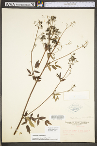 Thalictrum amphibolum image