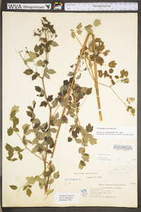 Thalictrum amphibolum image