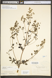 Thalictrum amphibolum image