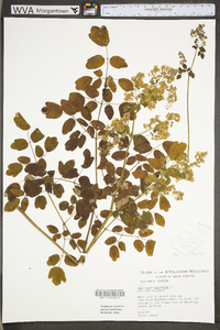 Thalictrum amphibolum image