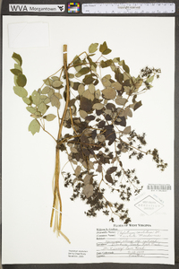 Thalictrum amphibolum image