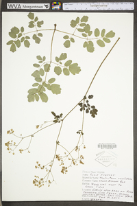 Thalictrum amphibolum image