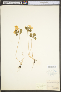 Thalictrum thalictroides image