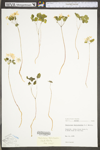 Thalictrum thalictroides image