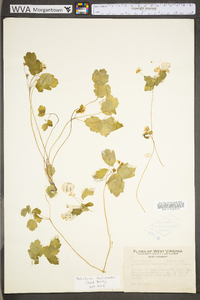 Thalictrum thalictroides image