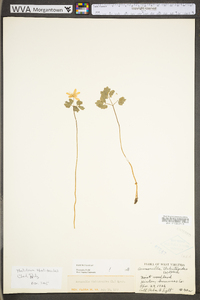 Thalictrum thalictroides image