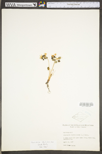 Thalictrum thalictroides image