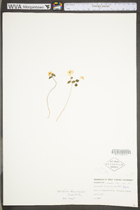 Thalictrum thalictroides image