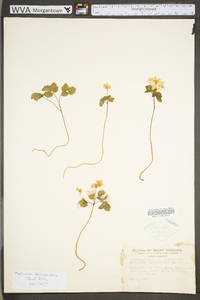 Thalictrum thalictroides image