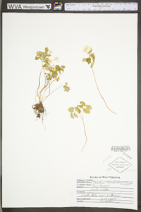 Thalictrum thalictroides image