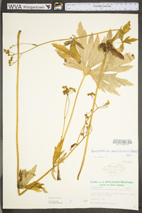Trautvetteria caroliniensis image