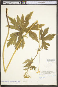 Trautvetteria caroliniensis var. caroliniensis image