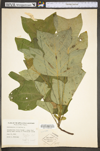 Magnolia acuminata image