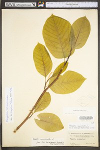 Magnolia acuminata image