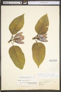 Magnolia acuminata image