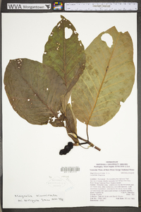 Magnolia acuminata image