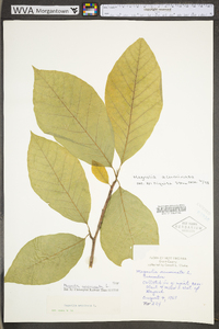 Magnolia acuminata image