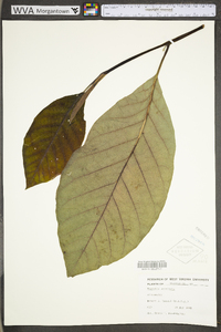 Magnolia acuminata image