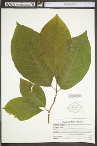 Magnolia acuminata image