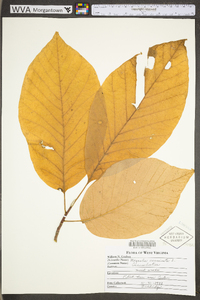 Magnolia acuminata image