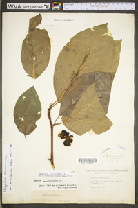 Magnolia acuminata image