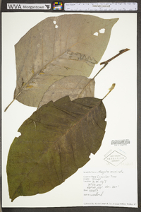 Magnolia acuminata image