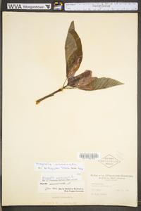 Magnolia acuminata image