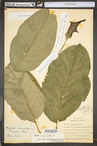 Magnolia acuminata image