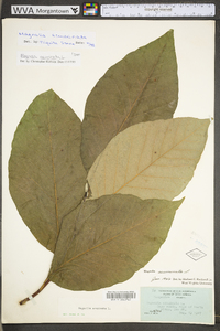 Magnolia acuminata image