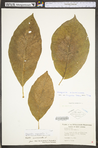 Magnolia acuminata image