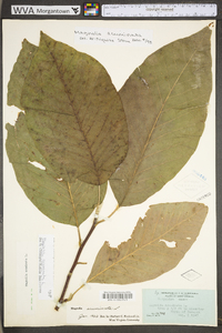 Magnolia acuminata image