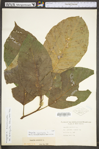 Magnolia acuminata image