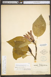 Magnolia acuminata image