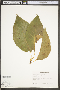 Magnolia acuminata image