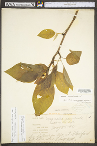 Magnolia acuminata image