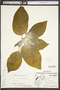 Magnolia acuminata image