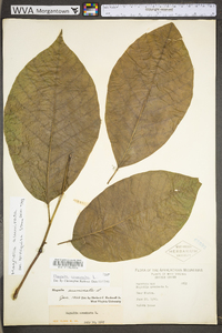 Magnolia acuminata image