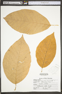 Magnolia acuminata image