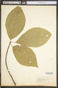 Magnolia acuminata image