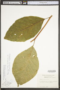 Magnolia acuminata image