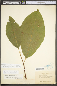 Magnolia acuminata image