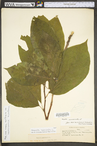 Magnolia acuminata image