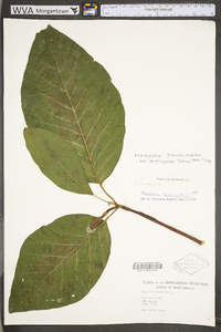 Magnolia acuminata image