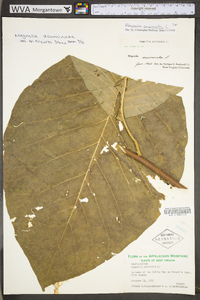 Magnolia acuminata image