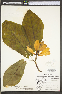 Magnolia fraseri image