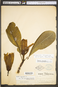 Magnolia tripetala image