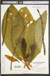 Magnolia tripetala image